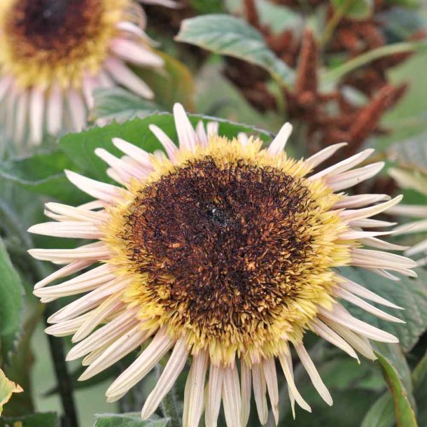 Solsikke fr�. Astra rose. Helianthus annuus. Ca. 130 Fr�.
