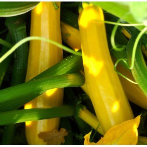 Courgetter. Atena Polka. Cucurbita pepo. F1. Fr.