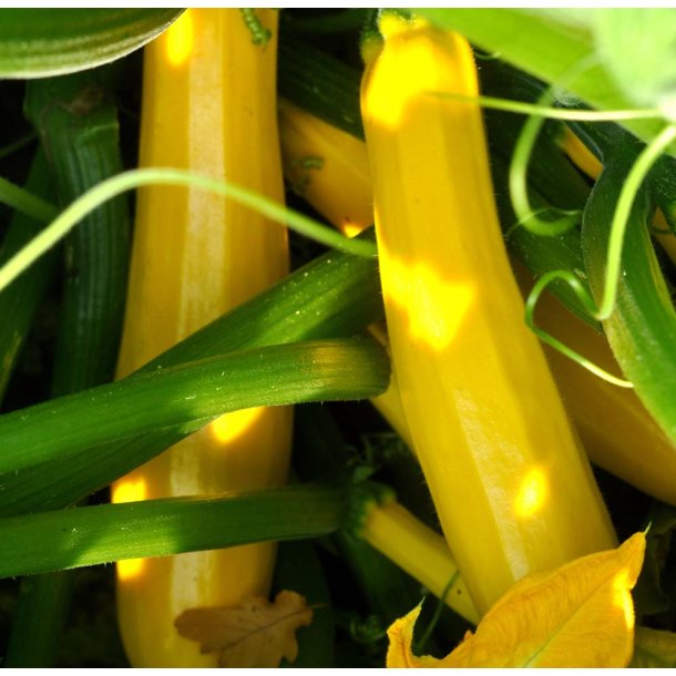 Courgetter. Atena Polka. Cucurbita pepo. F1. Fr.