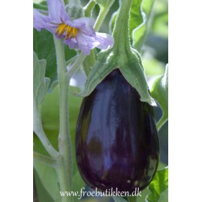 Aubergine. Black beauty. Solanum melongena. kologisk. Fr.