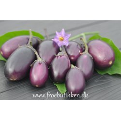 Aubergine. Patio baby. Solanum melongena.  F1. Fr.