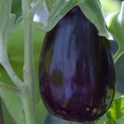 Aubergine fr�. Black beauty. Solanum melongena. Ca. 30 �kologiske fr�.