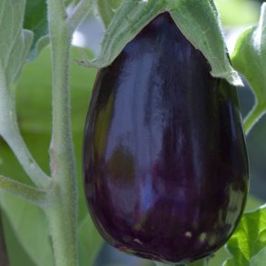 Aubergine. Black beauty. Solanum melongena. kologisk. Fr.