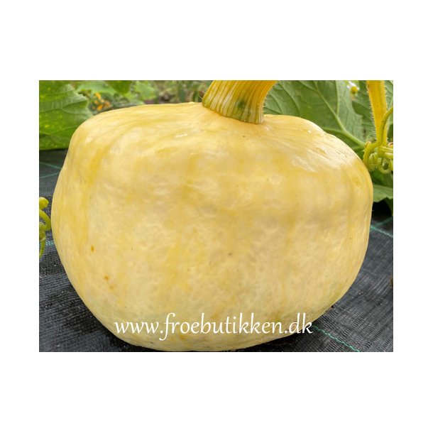Grskar. Australian butter. Cucurbita maxima.Fr