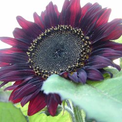 Solsikke fr�. Autumn beauty. Helianthus annuus.  XL pose. Ca. 1800 Fr�.
