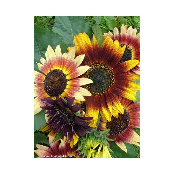 Solsikker. Helianthus annuus. Autumn beauty. Fr.