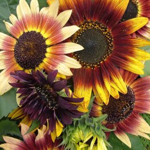 Solsikke fr�. Autumn beauty. Helianthus annuus.  XL pose. Ca. 1800 Fr�.