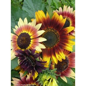 Solsikker. Helianthus annuus Autumn beauty. Fr.