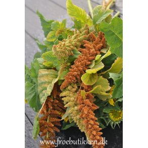 Rvehaler. Autumns touch Amaranthus cruentus. Fr.