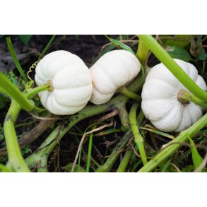 Grskar. Baby Boo Curcurbita pepo. F1. Fr.