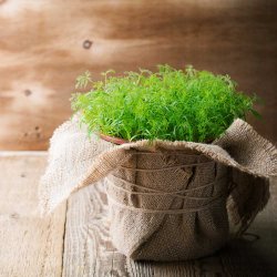 Dild fr�. Dv�rg. Anethum graveolens. Ca. 5400 Fr�.