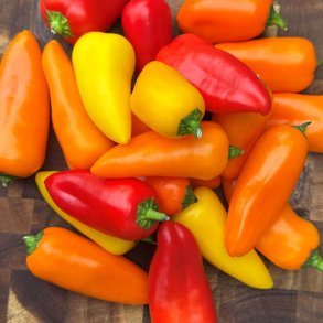 Peber fr�. Tinkerbell. Capsicum annuum. Ca. 10 fr�. F1