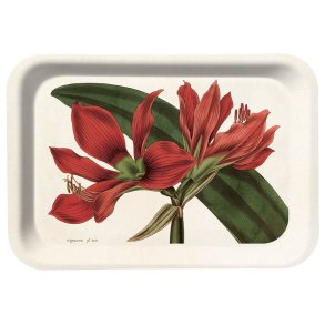Bakke. Amaryllis