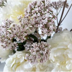 Baldrian. Valeriana officinalis. Fr