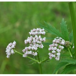 Baldrian. Valeriana officinalis. Fr
