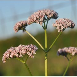 Baldrian. Valeriana officinalis. Fr
