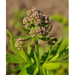 Baldrian. Valeriana officinalis. Fr
