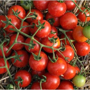 Tomat. Balkonzauber. Solanum lycopersicum. Fr.