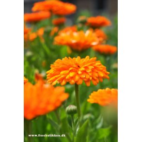 Morgenfrue. Balls orange. Calendula officinalis. kologisk. Fr.