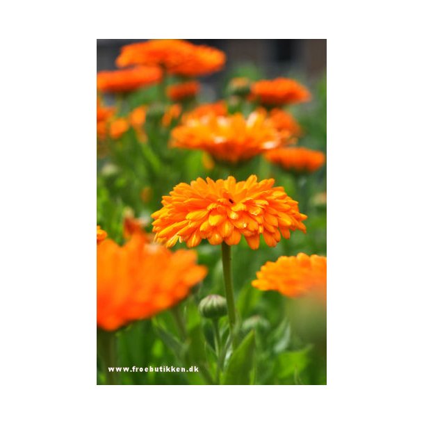 Morgenfrue. Balls orange. Calendula officinalis. kologisk. Fr.