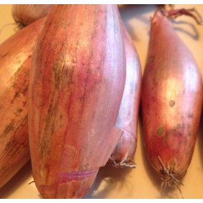 Lg. Bananskalotte. Zebrune. Allium cepa. Fr.