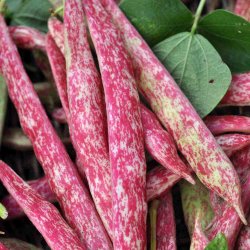 B�nner fr�. Borlotto di Vigevano nano. Buskb�nne. Phaseolus vulgaris. Ca. 45 Fr�.