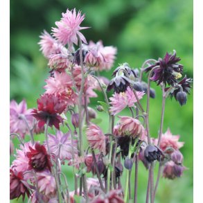 Akelejer. Barlow blanding. Aquilegia vulgaris. Fr.