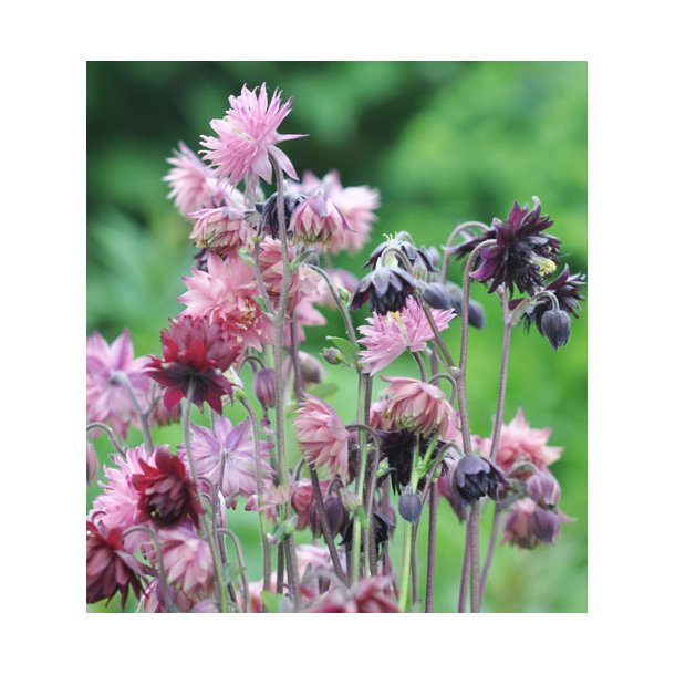 Akelejer. Barlow blanding. Aquilegia vulgaris. Fr.