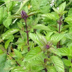 Basilikum fr�. Kanel. Ocimum basilicum. Ca. 400 Fr�.