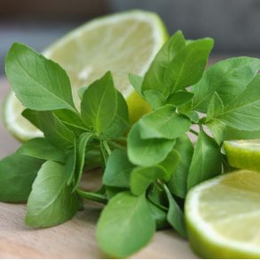 Basilikum. Ocimum basilicum. Lime. Fr.