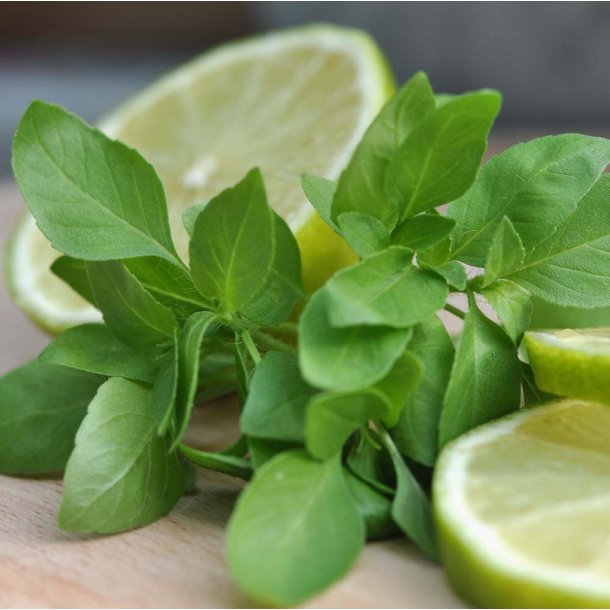 Basilikum. Ocimum basilicum. Lime. Fr.