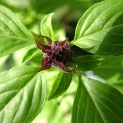 Basilikum fr. Thai. Ocimum basilicum. Ca. 300 Fr.