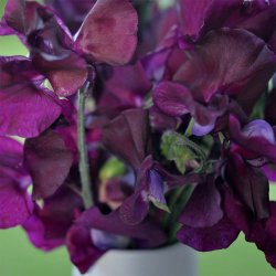 rteblomster fr. Lathyrus odoratus. Beaujolais. Ca. 65 Fr.