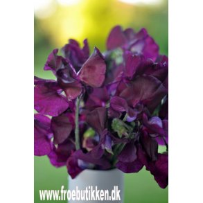 rteblomster. Lathyrus odoratus. Beaujolais. Fr.