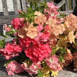 Floks fr�. Beauty Coral Reef. Ca. 220 Fr�