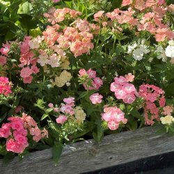 Floks fr�. Beauty Coral Reef. Ca. 220 Fr�
