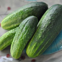 Agurk fr�. Monika. Cucumis sativus. Ca. 15 Fr�