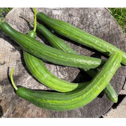 Agurk. Bella. Cucumis sativus. F1. Fr.
