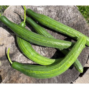 Agurk. Bella. Cucumis sativus. F1. Fr.