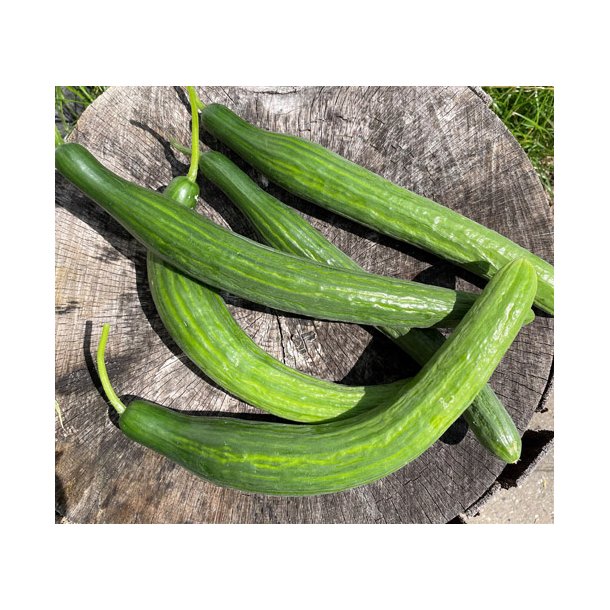 Agurk. Bella. Cucumis sativus. F1. Fr.