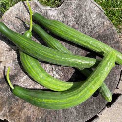 Agurk fr�. Bella. Cucumis sativus. F1. Ca. 7 Fr�.