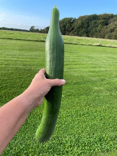 Ekstra lange agurker