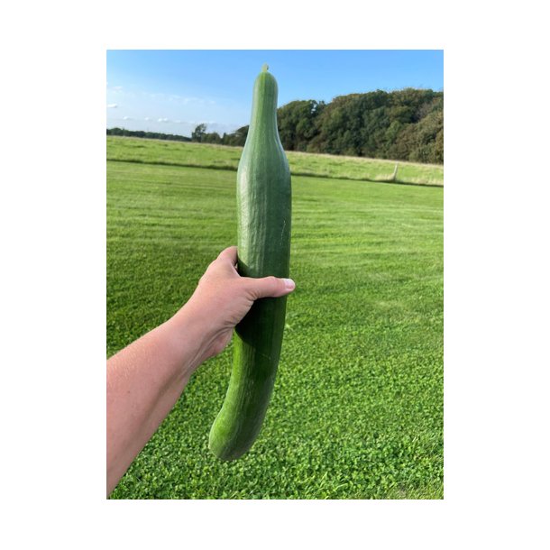 Agurk. Bella. Cucumis sativus. F1. Fr.