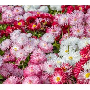 Tusindfryd. Monstrosa double mixed. Bellis perennis. Fr