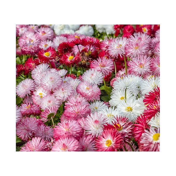 Tusindfryd. Monstrosa double mixed. Bellis perennis. Fr