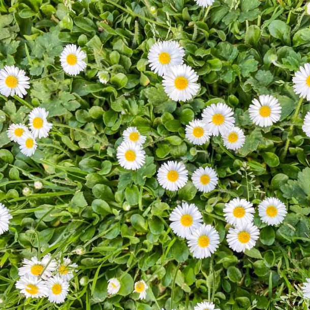 Tusindfryd fr�. White. Bellis perennis. Fr�