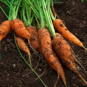 Gulerod fr�. Berlicum 2. Daucus carota var. sativus. Ca. 3000 �kologiske fr�.