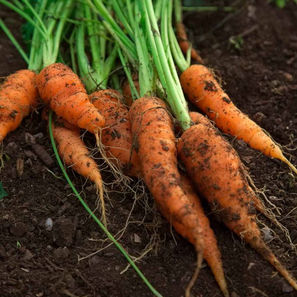 Gulerod fr�. Berlicum 2. Daucus carota var. sativus. Ca. 3000 �kologiske fr�.