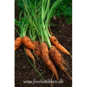 Gulerod. Berlicum 2. Daucus carota var. sativus. kologisk. Fr.