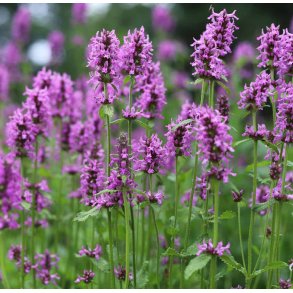 Betonie. Betonica officinalis. Fr